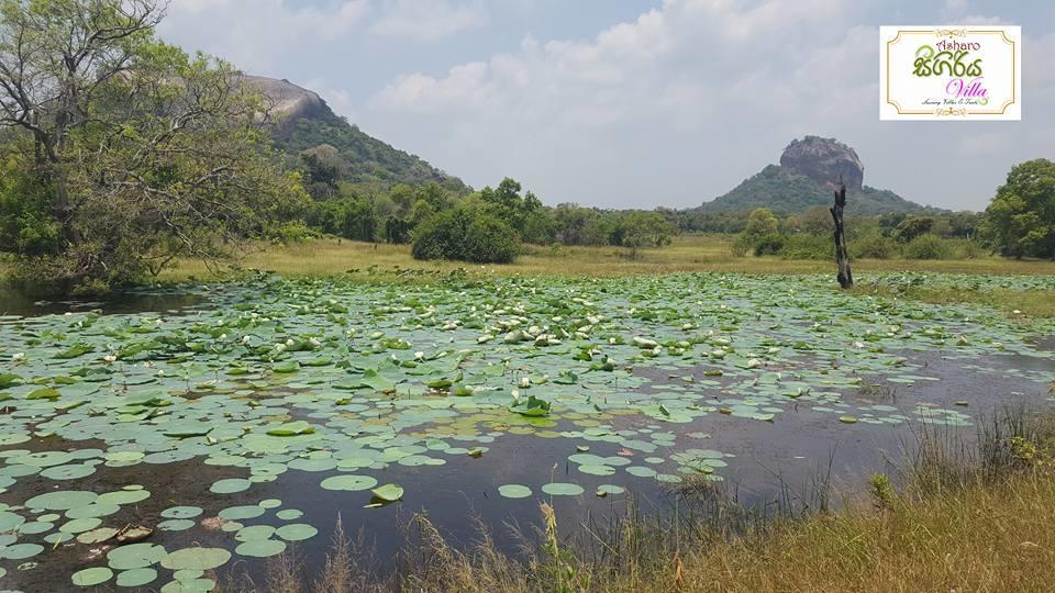 Asharo Sigiriya Villa المظهر الخارجي الصورة